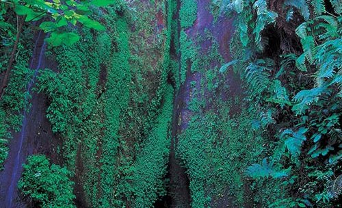 燕子岩国家森林公园